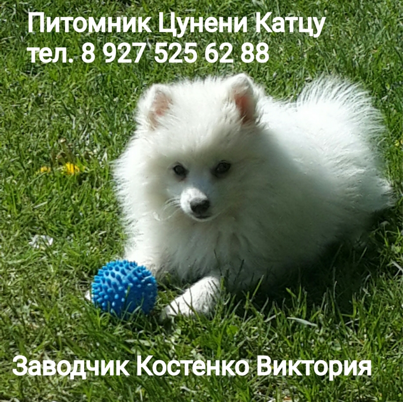 Японский шпиц, щенок кобель