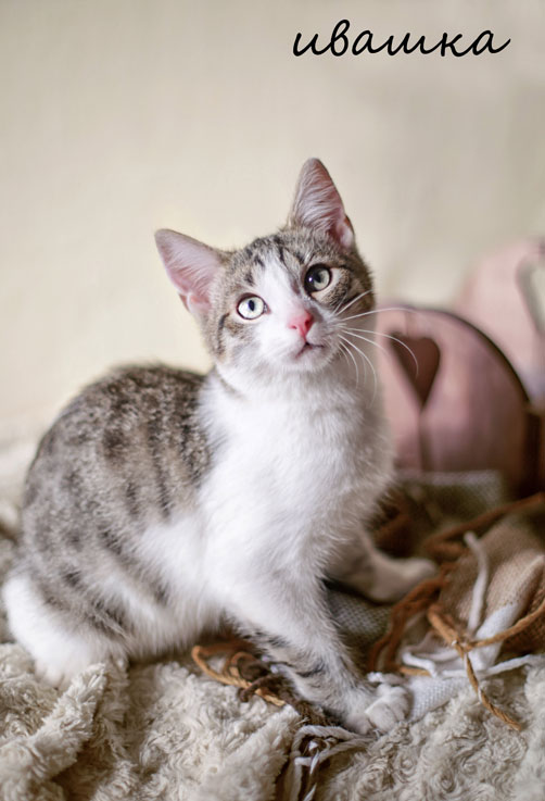 Раздам тплых, уютных котят