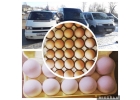 Продам Яйца оптом