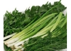 Продам зеленьлук,укроп,петрушку,кинзу