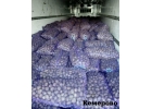 Семенной картофель оптом