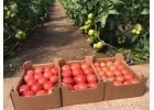продам Розовый и Желтый тепличный помидор