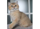 Котята золотой шиншиллы