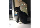Игривый котнок-девочка Ума в дар