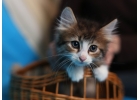 Красивые и умные котята в дар. 2 котика и кошечка