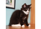 Котенок Филя ищет постоянный дом.