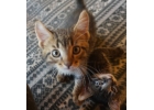 Отдам маленьких котят Тигра и Шоколадку