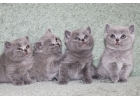 Клубные котята британской породы.