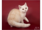 Забавные шотландские котята из питомника
