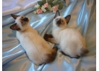 Котята Меконгского бобтейла