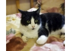 Отдам ласковую кошку Мусеньку в дар