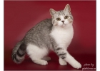 Несравненные шотландские котята