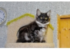 Котенок курильского бобтейла