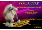 Щенки большого пуделя, питомника РУМБА СТАР