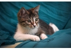 Отдам ласковых котят Гришку, Лньку и Стпку