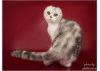 Симпатичные шотландские котята из питомника