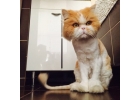 Домашний персидский котик Фунтик ищет новый дом