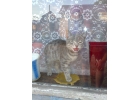 Отдам в добрые руки котика, мальчик, 2-5 мес., лоток, ласковый, умный