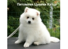 Японский шпиц Щенки