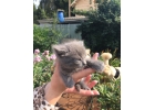 Крошечные котята срочно ищут дом