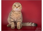 Купи шотландского кота - жизнь, 100 , будет та